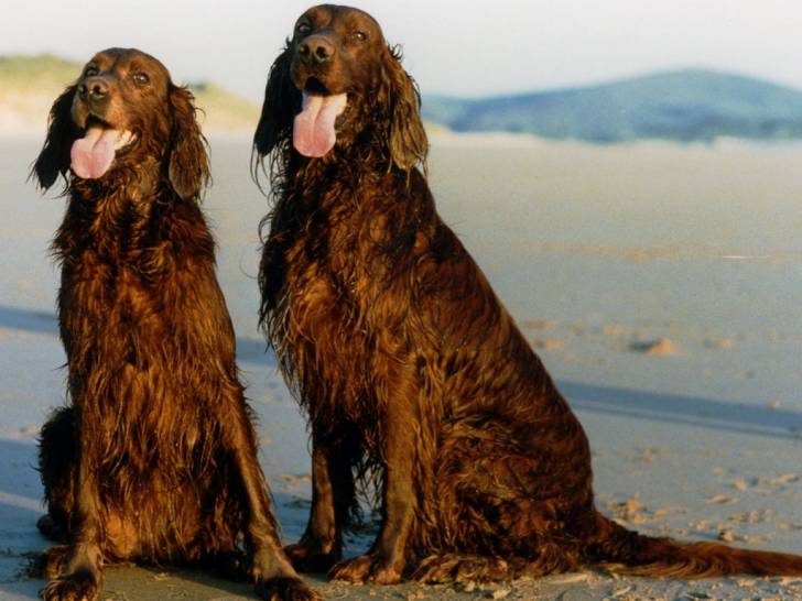 Deux Setter Irlandais heureux, assis sur une plage