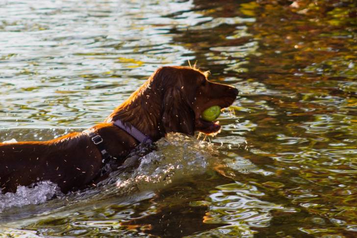 Un Setter Irlandais en train de nager avec une balle dans la gueule