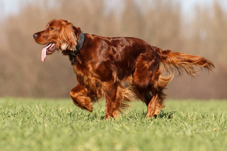 Un Setter Irlandais en train de se promener dans l'herbe