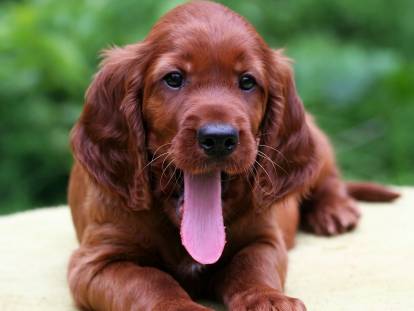 Un Setter Irlandais avec la langue pendue