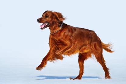 Un Setter Irlandais en train de courir dans la neige