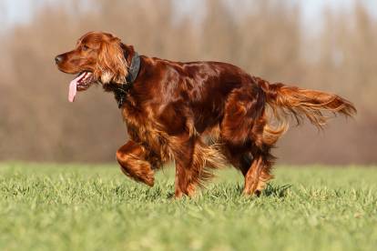 Un Setter Irlandais en train de se promener dans l'herbe