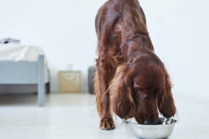 Un Setter Irlandais en train de manger dans une gamelle