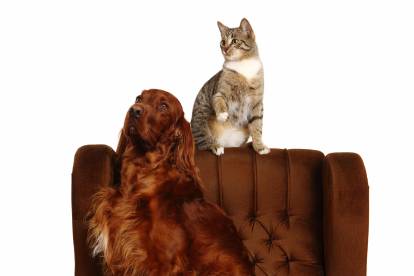 Un Setter Irlandais en séance photo avec un chat