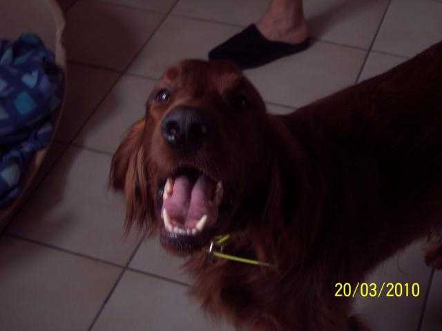 setter irlandais - Setter Irlandais