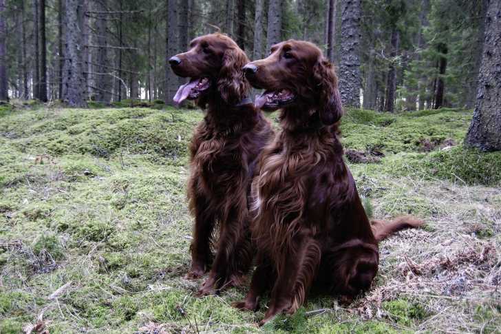 Photo Setter Irlandais