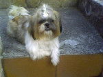 Badi - Shih Tzu M&acirc;le (1 an)