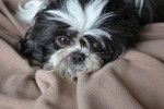 Apache - Shih Tzu Mâle (6 ans)