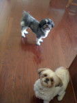 Bosco & Cozmo - Shih Tzu M&acirc;le (3 ans)