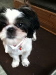 Morgan - Shih Tzu
