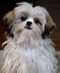 Mindi - Shih Tzu (2 ans)