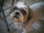 Nounous - Shih Tzu M&acirc;le (13 ans)