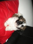 chipie - Shih Tzu (2 mois)