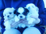 Balu, Nuca y Ringo - Shih Tzu