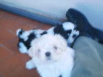 Nuca y un hermanito - Shih Tzu
