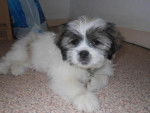 Helsie - Shih Tzu (3 mois)