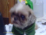 Sandy - Shih Tzu (9 mois)