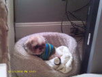 Sandy - Shih Tzu (9 mois)