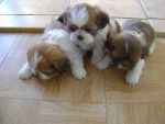 Fripouille's puppies - Shih Tzu (3 mois)