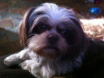 Reena - Shih Tzu (9 ans)