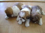chiot - Shih Tzu (3 mois)