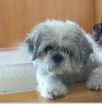 Daisy - Shih Tzu (6 ans)