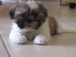 noisette - Shih Tzu (4 ans)