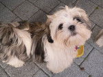 Caouette - Shih Tzu (11 mois)