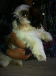 Helfy - Shih Tzu