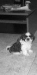simba - Shih Tzu M&acirc;le (2 mois)