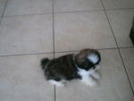 Alf - Shih Tzu M&acirc;le (2 mois)