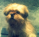 Hachi - Shih Tzu M&acirc;le (4 mois)