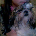 Tina - Shih Tzu (1 an)