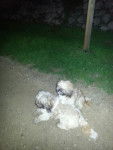 fraizy et patachou - Shih Tzu