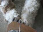 elli and meeska - Shih Tzu (3 mois)