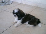 Half - Shih Tzu M&acirc;le (3 mois)