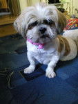 sally - Shih Tzu (12 ans)