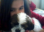 haribo - Shih Tzu (2 mois)