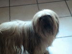 Tickou - Shih Tzu M&acirc;le (10 ans)