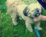 Engy. - Shih Tzu (4 ans)