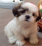 Noisette - Shih Tzu (4 mois)
