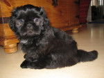 Blacky - Shih Tzu M&acirc;le (1 an)