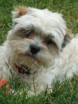 Ellie - Shih Tzu
