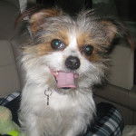 bella - Shih Tzu (3 ans)