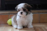 Tara - Shih Tzu (3 mois)