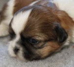 jaime - Shih Tzu (1 mois)