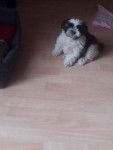 Maria - Shih Tzu (3 mois)