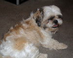 Lucky - Shih Tzu Mâle (3 ans)