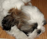 Lucky - Shih Tzu Mâle (3 mois)