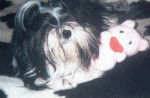 Floupsi (décédé) - Shih Tzu Mâle (15 ans)